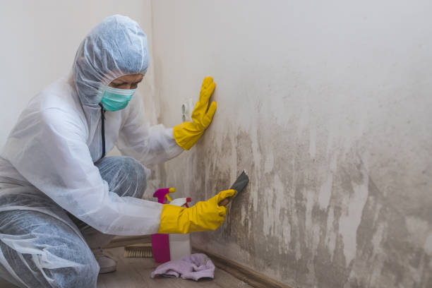 Home Mold Removal in Genoa, IL