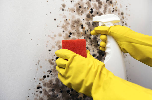 Best Commercial Mold Removal  in Genoa, IL